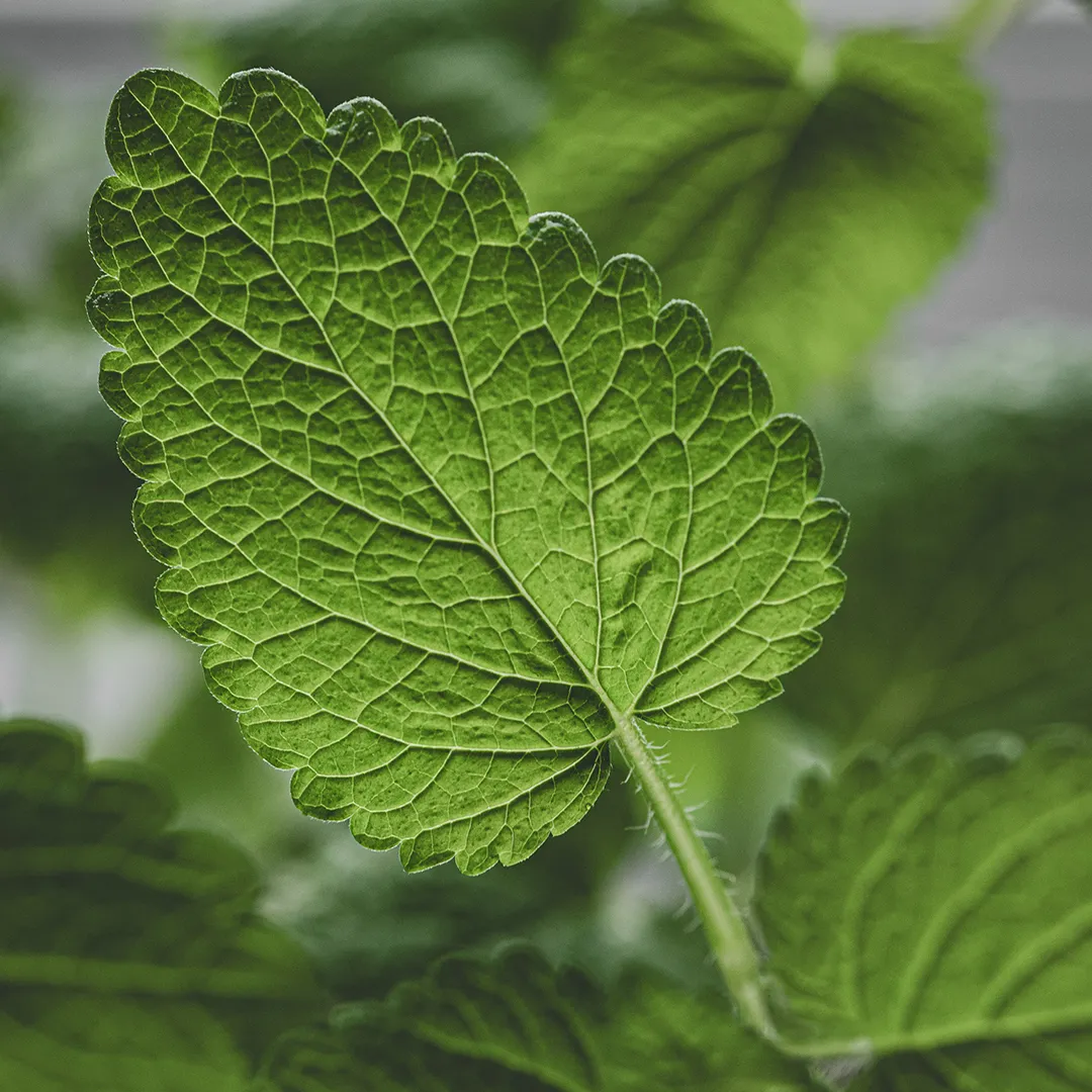 Fotograf kulinarny, fotografia kulinarna, podstawy fotografii kulinarnej,